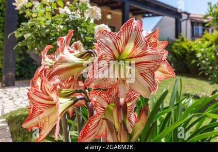 Hippeastrum Amaryllis rosso fiori bianchi in giardino Foto Stock