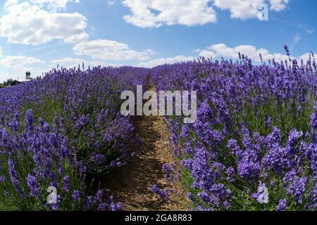 Cotswold Lavender a Snowshill nel Cotswolds nella campagna inglese Inghilterra Regno Unito Foto Stock