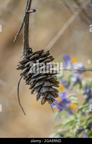 Mettere a fuoco il cono essiccato con fiori viola fuori fuoco Foto Stock