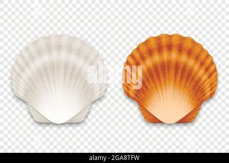 Vector 3d realistico Bianco e marrone tessuto chiuso Scallop Pearl Seashell insieme di icone Chioseup isolato su sfondo trasparente. Sea Shell, Clam, Conch Illustrazione Vettoriale