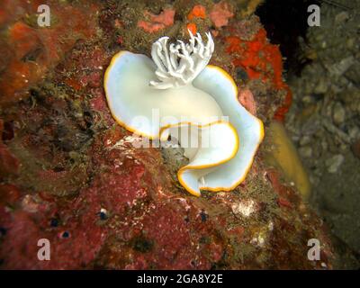 Nudiranch o Seaslug (Ardemoris Egretta Heron) a terra nel mare filippino 22.11.2015 Foto Stock