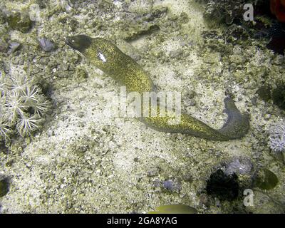 Moray snello (Gymnotorax Thyrsoidus) a terra nel mare filippino 27.2.2017 Foto Stock