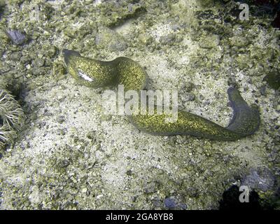 Moray snello (Gymnotorax Thyrsoidus) a terra nel mare filippino 27.2.2017 Foto Stock