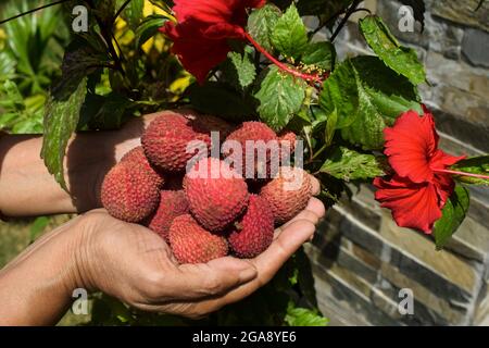 SideFemale che tiene frutta litchi con la natura sfondo esterno. (Lichi, litche, litchi, Leechi) frutti in palme Foto Stock