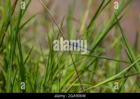 Grande libellula blu che tiene su un gambo di pianta sopra l'acqua alle zone umide con le erbe acquatiche sullo sfondo in estate Foto Stock