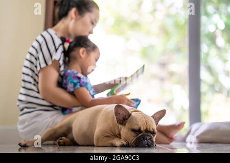 Carino bulldog francese che riposa sul pavimento con una madre e una figlia asiatiche che giocano sullo sfondo Foto Stock