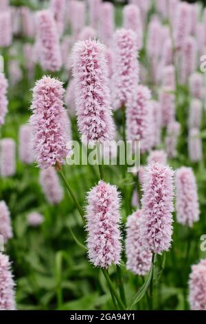 Persicaria bistorta ‘Superba’. Bistort rosso fiorente in un bordo di giardino estivo. REGNO UNITO Foto Stock