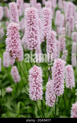 Persicaria bistorta ‘Superba’. Bistort rosso fiorente in un bordo di giardino estivo. REGNO UNITO Foto Stock