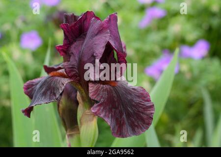 Fiori di marone profondo di Iris 'Langport Wren' un iride medio bearded. REGNO UNITO Foto Stock