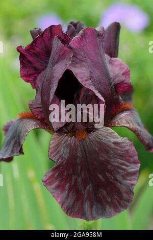 Fiori di marone profondo di Iris 'Langport Wren' un iride medio bearded. REGNO UNITO Foto Stock