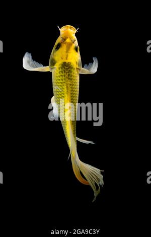 Koi pesce Oro isolato su sfondo nero Foto Stock