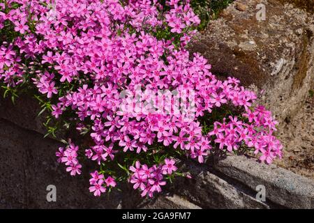 Tappeto di fiori. Centinaia di piccoli fiori rosa. Primavera in giardino. Foto Stock