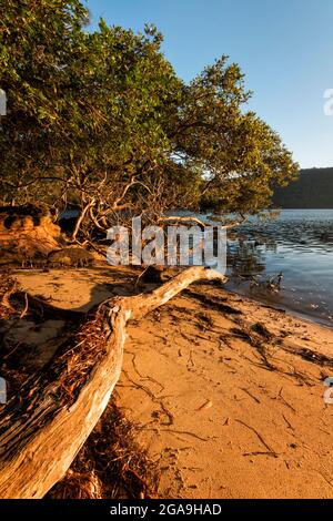 un albero accanto ad un corpo d'acqua sul lago Foto Stock