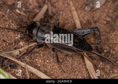 Campo da cricket per adulti della sottofamiglia Gryllinae Foto Stock