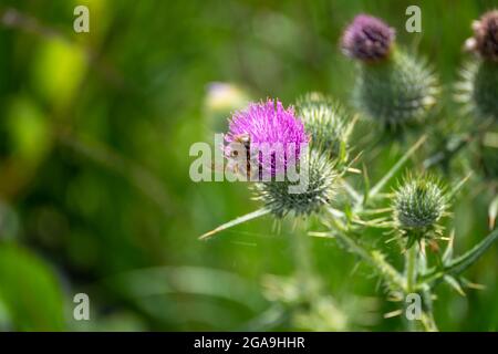 Buff-tailed bumblebee (Bombus terrestris) la raccolta del polline di un Thistle Foto Stock