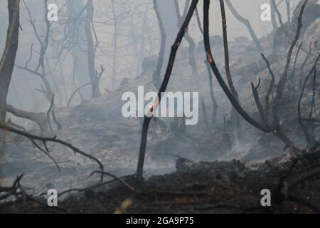 Akkar, Libano. 29 luglio 2021. Gli alberi sono visti divorati da un fuoco selvatico ad Akkar, nel nord del Libano, il 29 luglio 2021. Il massiccio incendio scoppiato nel villaggio settentrionale libanese di Qoubaiyat continua a infuriare nella regione per il secondo giorno, un locale di notizie riportate giovedì. Credit: Khaled/Xinhua/Alamy Live News Foto Stock