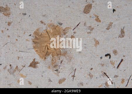 Trama di carta riciclata fatta a mano con foglie Foto Stock