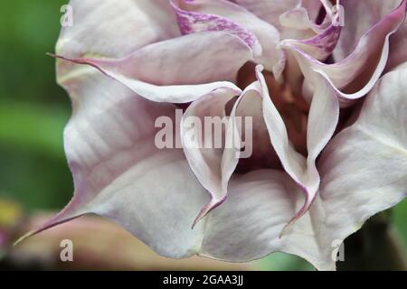 Closeup dei fiori su una pianta di Datura Foto Stock
