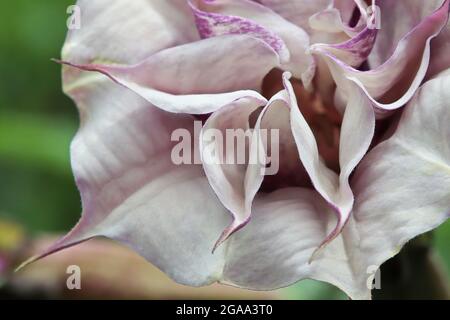 Closeup dei fiori su una pianta di Datura Foto Stock