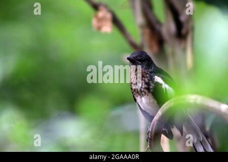 primo piano immagine di una torta in bianco e nero Foto Stock