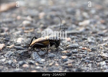 Primo piano di campo cricket su sfondo grigio. Primo piano foto, macro primo piano. Foto Stock