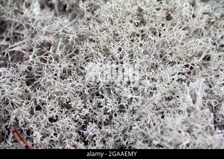 Fondo di foresta organico con muschio bianco Cladonia. Primo piano con spazio per la copia. Foto Stock