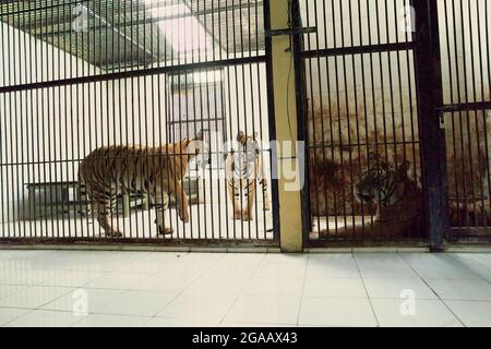 Tigers presso un impianto veterinario gestito dallo zoo di Bali a Gianyar, Bali, Indonesia. Foto Stock