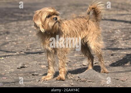 Decorativo cane belga Griffin per una passeggiata nel parco della città. PET. Sfondo sfocato. Primo piano. Foto Stock