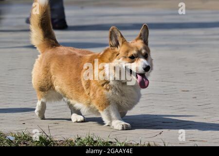 Carino cane Pembroke gallese Corgi in parco su una passeggiata. Una razza popolare di cane. Animali domestici. Giorno di sole. Primo piano. Foto Stock