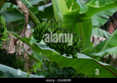 Banana verde fresca grappolo sull'albero, banana giovane verde fresco sull'albero, fattoria agricola fresca con frutta verde biologica Foto Stock