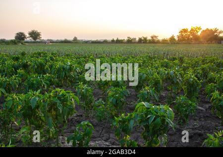 Fila di piante di piantine di pepe. Ortaggi industriali su terreno aperto. Agroindustria. Agricoltura. Campo agricolo. Cura e protezione di yo Foto Stock