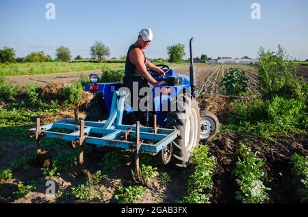 Un agricoltore su un trattore con un aratro lavora sul campo. Patate giovani cespugli agroindustria e agroalimentare. Macchine agricole. Cura di raccolto, qualità di suolo imp Foto Stock