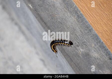 Isolato Milipede nero sulla terra di casa, Milipede sta camminando sulla zona domestica Foto Stock