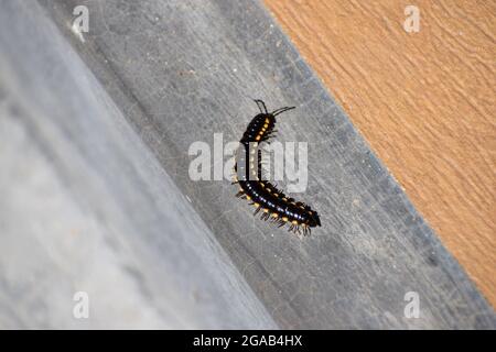 Isolato Milipede nero sulla terra di casa, Milipede sta camminando sulla zona domestica Foto Stock