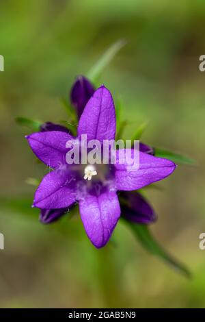 Campanula glomerata fiore nel campo, primo piano Foto Stock