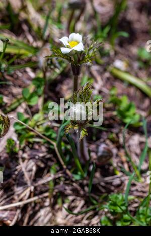 Pulsatilla alpina in montagna Foto Stock