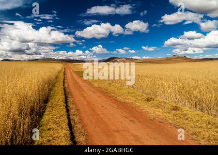 Strada in campi di cereali vicino al villaggio di Maras, Valle Sacra, Perù Foto Stock