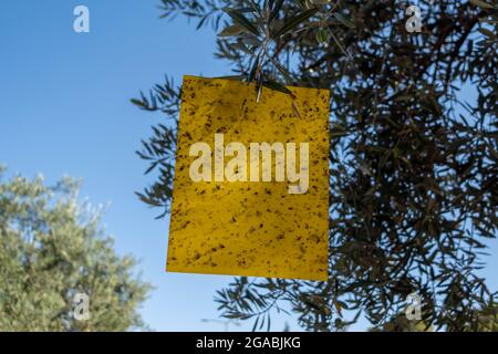 Mosche e altri insetti catturati su mosca appiccicosa trappola di carta impiccata in un albero di ulivo in Gerusalemme Est Israelor Foto Stock