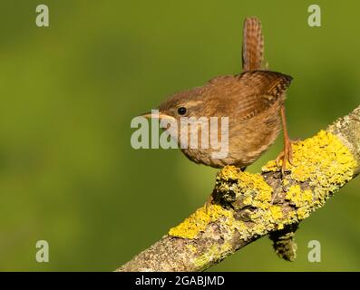 Un Wren (Troglodytes troglodytes) appollaiato su un ramo coperto di lichen, Norfolk Foto Stock