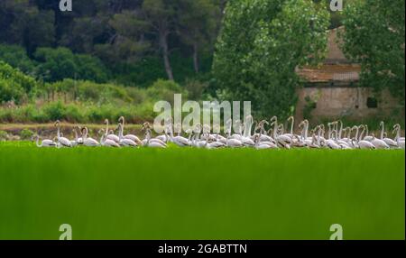 Un grande gruppo di fenicotteri si allatta sul ricefield Foto Stock