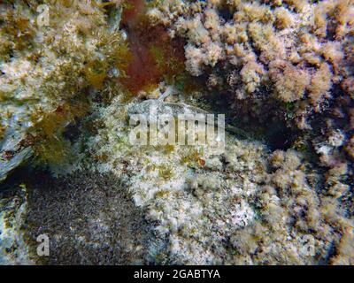 Gobius Paganellus, Maiorca, Mar Mediterraneo Foto Stock