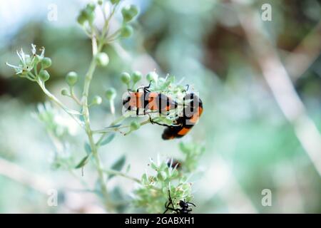 Red Cotton Bug Insect su Plant Leaf Flower Outdoors Park Foto Stock