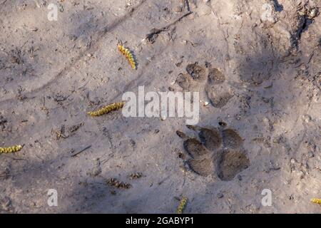 Cane o lupo traccia nel fango Foto Stock