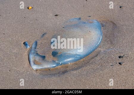 grande gelisino sulla spiaggia britannica, meduse bloccate sulla spiaggia sabbiosa, vita marina, meduse che puntano camuffato nella sabbia, meduse sulla spiaggia scozzese. Foto Stock