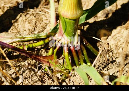 Radici di rinforzo di una pianta di mais Foto Stock