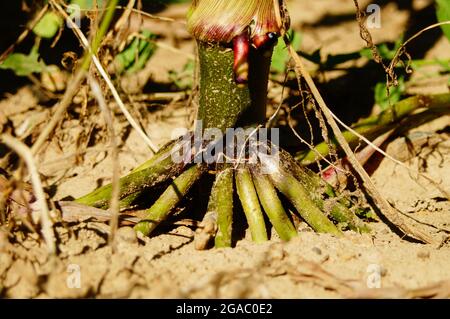 Radici di rinforzo di una pianta di mais Foto Stock