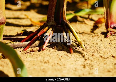 Radici di rinforzo di una pianta di mais Foto Stock