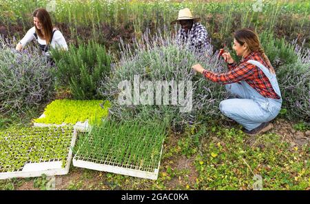 Felici coltivatori multirazziali che lavorano in giardino raccogliendo il fiore di lavanda - concetto di stile di vita della gente di fattoria Foto Stock
