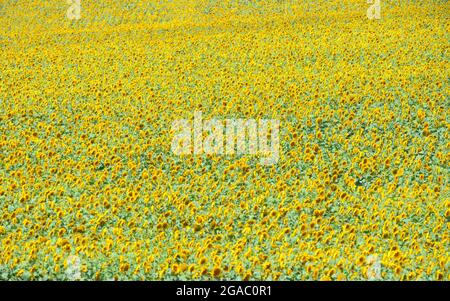 29 luglio 2021, Brandeburgo, Schwedt/OT Flemsdorf: Girasoli in piedi in un campo nel pomeriggio con i loro fiori rivolti verso est. Mentre le foglie e le gemme di girasoli giovani si girano sempre verso il sole e seguono la luce da est ad ovest (eliotropismo), i gambi e i fiori fruttati non lo fanno più dopo che il gambo si è indurito e punta sempre nella direzione dell'alba. Foto: Soeren Stache/dpa-Zentralbild/ZB Foto Stock