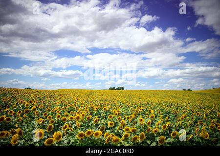 29 luglio 2021, Brandeburgo, Schwedt/OT Flemsdorf: Girasoli in piedi in un campo nel pomeriggio con i loro fiori rivolti verso est. Mentre le foglie e le gemme di girasoli giovani si girano sempre verso il sole e seguono la luce da est ad ovest (eliotropismo), i gambi e i fiori fruttati non lo fanno più dopo che il gambo si è indurito e punta sempre nella direzione dell'alba. Foto: Soeren Stache/dpa-Zentralbild/ZB Foto Stock